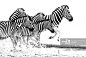 jumping zebras