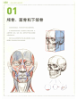 人体结构原理与绘画教学_50