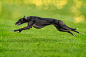 General 2048x1366 green running dog animals