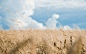 fields wheat grain  / 2560x1600 Wallpaper