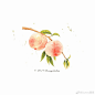 水彩水果 via.Sunny插画 ​ ​​​​
#水彩##手绘##插画# ​​​​
