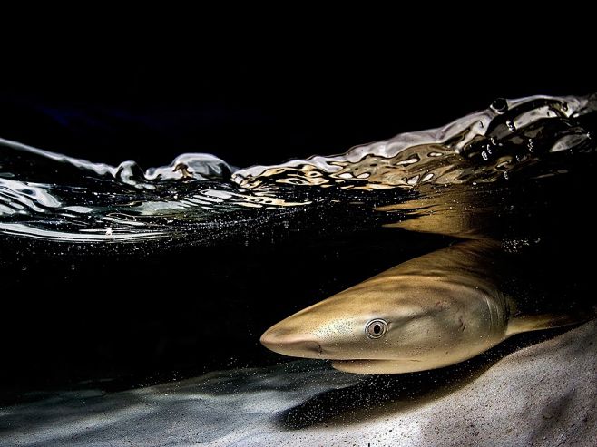 这只乌翅真鲨blacktipshark是我晚上在塞席尔群岛的阿达伯拉环礁拍到