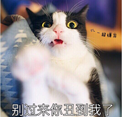Alin先生采集到表情 搞笑