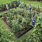 Raise Your Own Veggies - How to start your own vegetable garden right in your own back yard.
