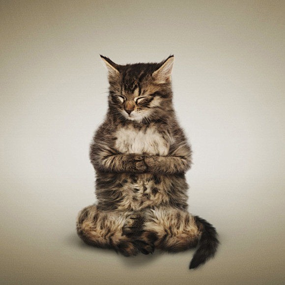 练瑜伽的猫http://xiwulife...
