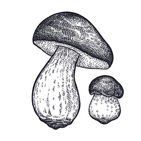 蘑菇