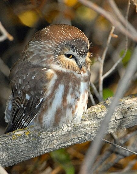 棕榈鬼鸮看这个家伙的资料特别容易沉迷眼睛大的好处就是不需要眉毛只