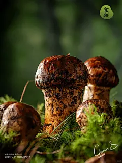 美食拍摄｜野生菌的春日写真，感受大自然 - 小红书