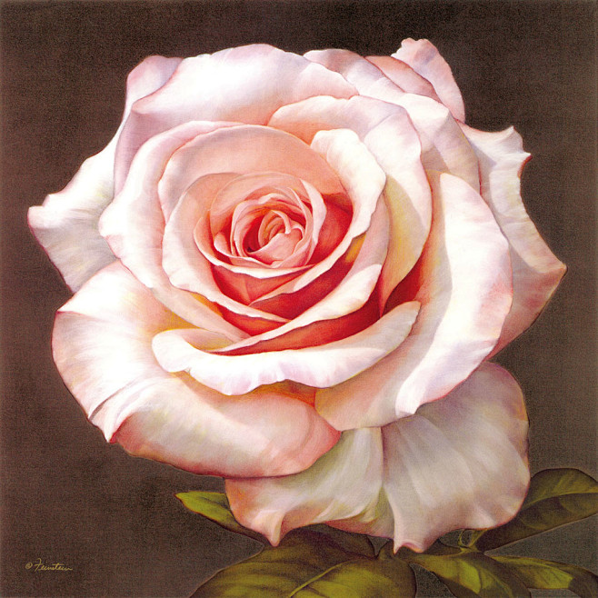 粉色玫瑰花油画图片