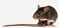 一只老鼠高清素材 动物 动物世界 动物园 四害 生物 老鼠 野生动物 元素 免抠png 设计图片 免费下载 页面网页 平面电商 创意素材