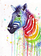 Rainbow Zebra