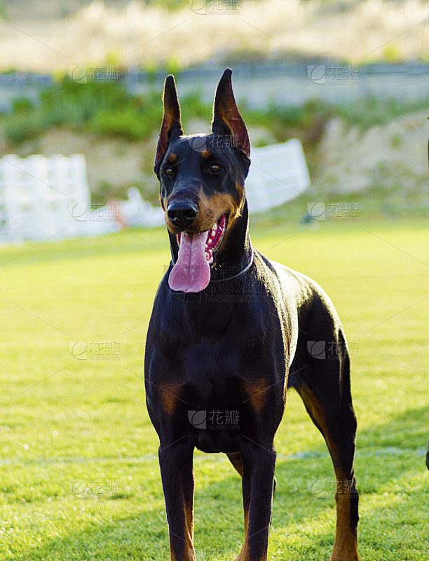 杜宾犬