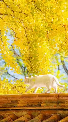 故宫的猫 - 堆糖，美图壁纸兴趣社区