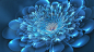 General 1366x768 abstract flowers digital art blue