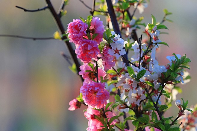 榆叶梅和樱桃花