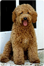 labradoodle