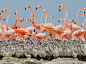 Photo: A flock of flamingo chicks on Mexico’s Yucatan Peninsula