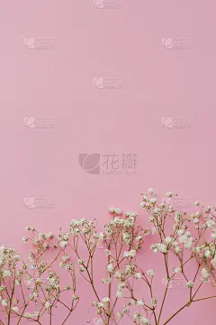 粉红色背景上的小白花。假期。满天星。