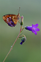 【生态微距】漂亮的小蝴蝶摄影图片欣赏 <wbr>2