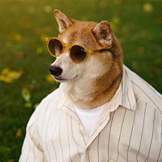 到柴犬绅士柴犬绅士没有人是一座孤岛e采集到13#绘画参考# 男装狗狗