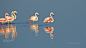 火烈鸟
Greater Famingo-Flamingo by Ertugrul Korkutmaz on 500px