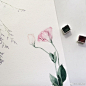 #水彩# 水彩花卉植物作品欣赏by ins: nunu_artroom ​​​​ 