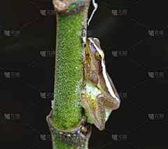 蛙卵,玻璃缸,野生动物,水平画幅,无人,青蛙,动物身体部位,树蛙,特写,彩色图片