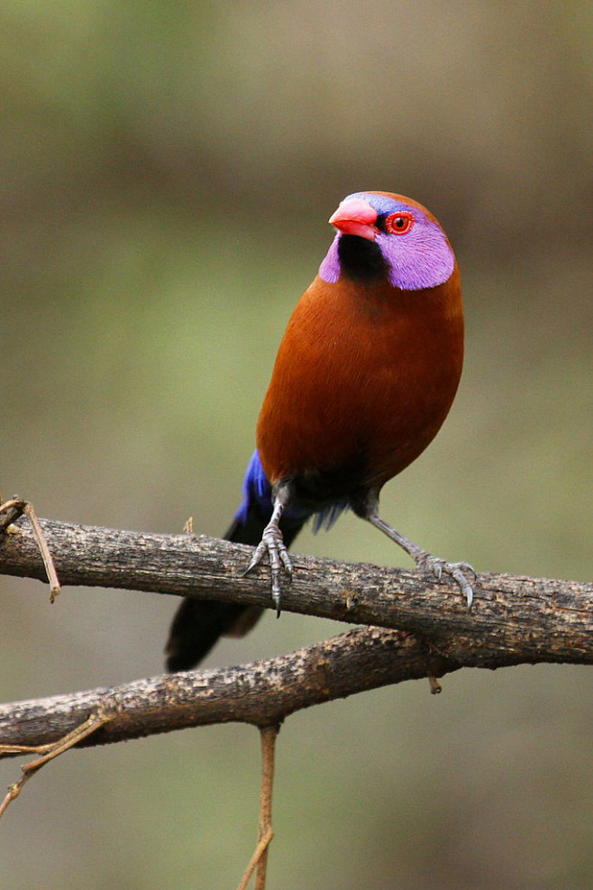 雀形目梅花雀科蓝饰雀属紫耳蓝饰雀