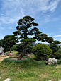 造型松