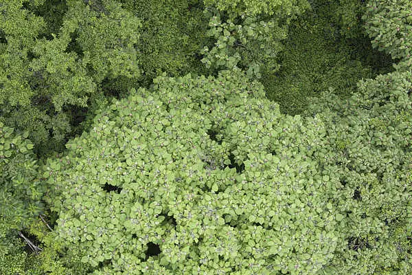 aerial ground terrain forest tree trees-花瓣网