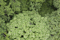 aerial ground terrain forest tree trees