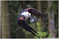 2016-21 African Fish Eagle by W0LLE