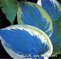 蓝叶玉簪
喜阴湿的环境。要求土壤疏松、肥沃及排水良好。过于干旱或光线过强对生长不利。每2-3周施肥1次。耐寒。播种、分株繁殖，一般于早春及晚秋进行，叶色优美，非常耐阴，适宜于林下、建筑物北面等背阴处栽植的优良观赏地被植物弈可盆栽作室内观叶植物。
中文学名
蓝叶玉簪
界
植物界
门
被子植物门
纲
单子叶植物纲
目
百合目
科
百合科
介绍  听语音
学名：Hosta tokudama Flzbocinalis
百合科玉簪属。原种产日本，本种为园艺品种。多年生宿根草本。叶莲座状丛生，叶片卵圆形，基部心形，叶