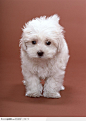 可爱宠物-雪白的毛茸茸小狗
