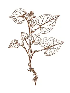 《中草药清热解毒类》绘画✘67.鱼腥草(蕺菜 - 小红书