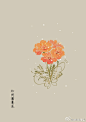 #365天生日花# 3月24日 加州罂粟花 (California Poppy) 
花语 : 希望 ​​​​