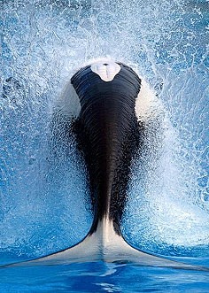 鲸鱼的背脊，力量与雄性的张力