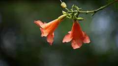 凌霄花红色花朵图片花语含义桌面壁纸图片