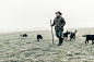 New Zealand sheep Merino sheep farm color grade cinematic retouching  high end retouching Commercial Retouching Creative Retouching