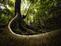 animals forest green Island japan Landscape Nature Okinawa olympus Widlife