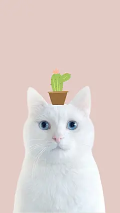 头顶美食卖萌的纯白色猫咪手机壁纸