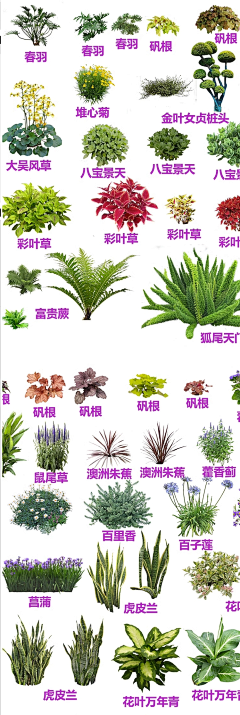 喵呜达达兔采集到植物