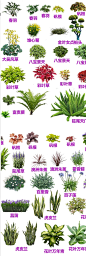 ps花境植物免扣psd素材植物PS花境单棵植物带名称拖动ps分层素材