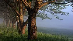 晨雾中的森林美景_痞客 PPPPIC.com - 壁纸桌面 设计欣赏 素材下载