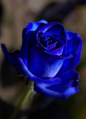~~My blue Rose by Bibi015~~