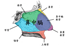 醫師專欄 最新文章總覽 - 凡登整形外科 : 專業整形外科醫師分享雙眼皮、正顎手術、削骨、隆乳、隆鼻、抽脂、自體脂肪移植等各式整形手術專業分享