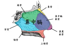 醫師專欄 最新文章總覽 - 凡登整形外科 : 專業整形外科醫師分享雙眼皮、正顎手術、削骨、隆乳、隆鼻、抽脂、自體脂肪移植等各式整形手術專業分享