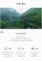 正山小种红茶 50克 - 汤色红艳，香气高长 - 网易严选