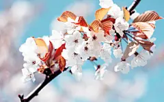 樱桃花壁纸下载 - 精品桌面壁纸分享平台 - 搜狗壁纸