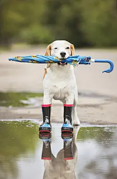 点击来源直接获取大图文件 |准备迎接雨天的比格犬